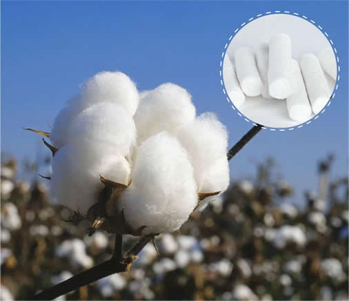 Absorbent Cotton Balls